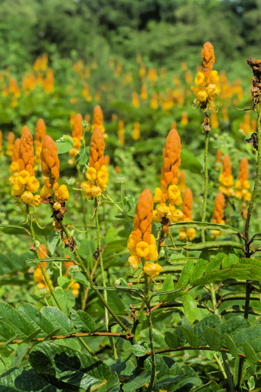 35 CANDLE BUSH Cassia Alata Senna Emperor's Candletree Empress Candlebush Candelabra Golden Ringworm Shrub Yellow Orange Flower Seeds